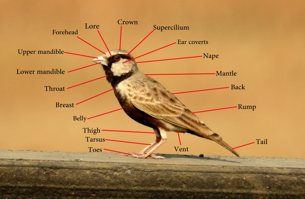 Where Are Birds Ears They Lack External Ears But There Are Hidden 